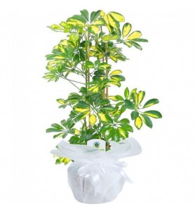 Schefflera (Şeflera) Bitkisi 2 KÖKLÜ